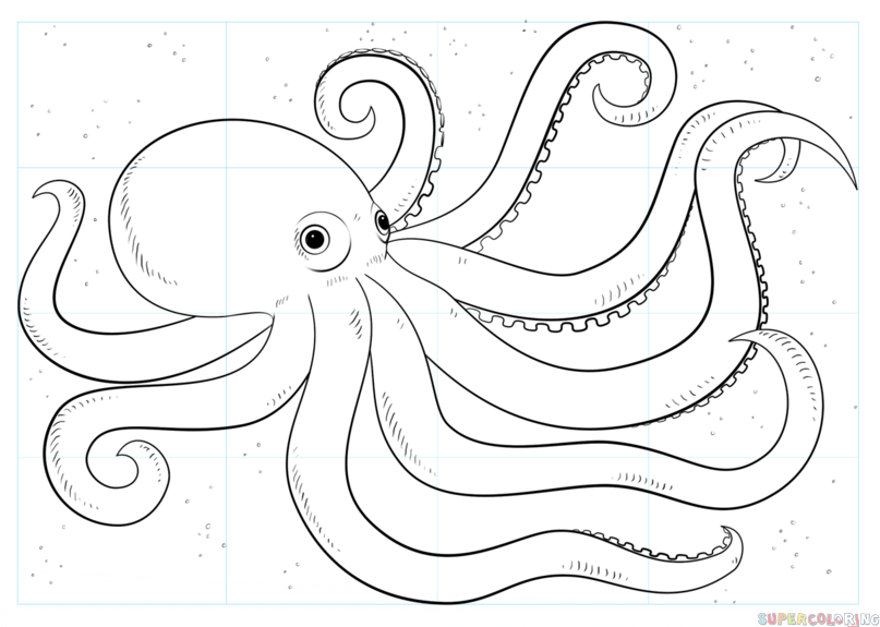 807x575 How To Draw An Octopus Step By Step Drawing Tutorials