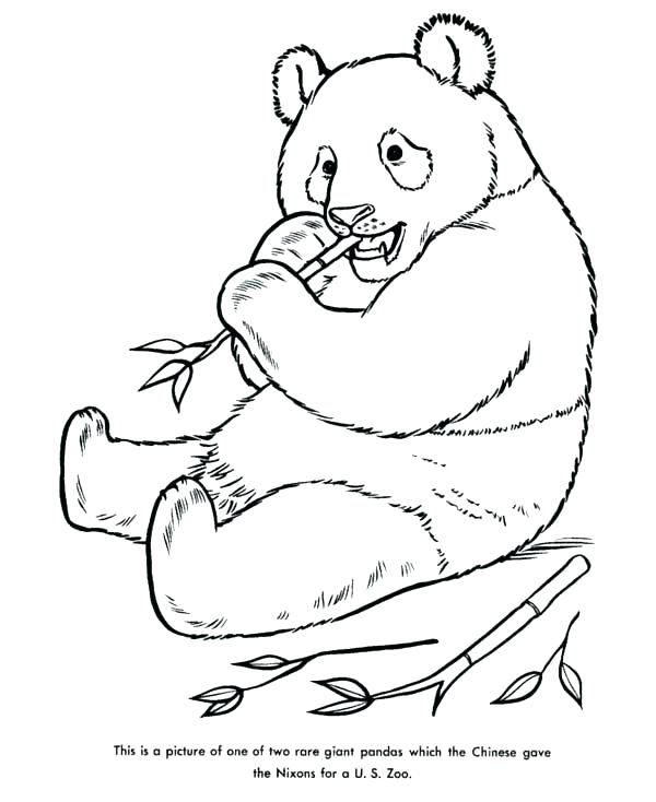 600x734 Panda Coloring Pages Panda Coloring Pages Lung Drawing Panda
