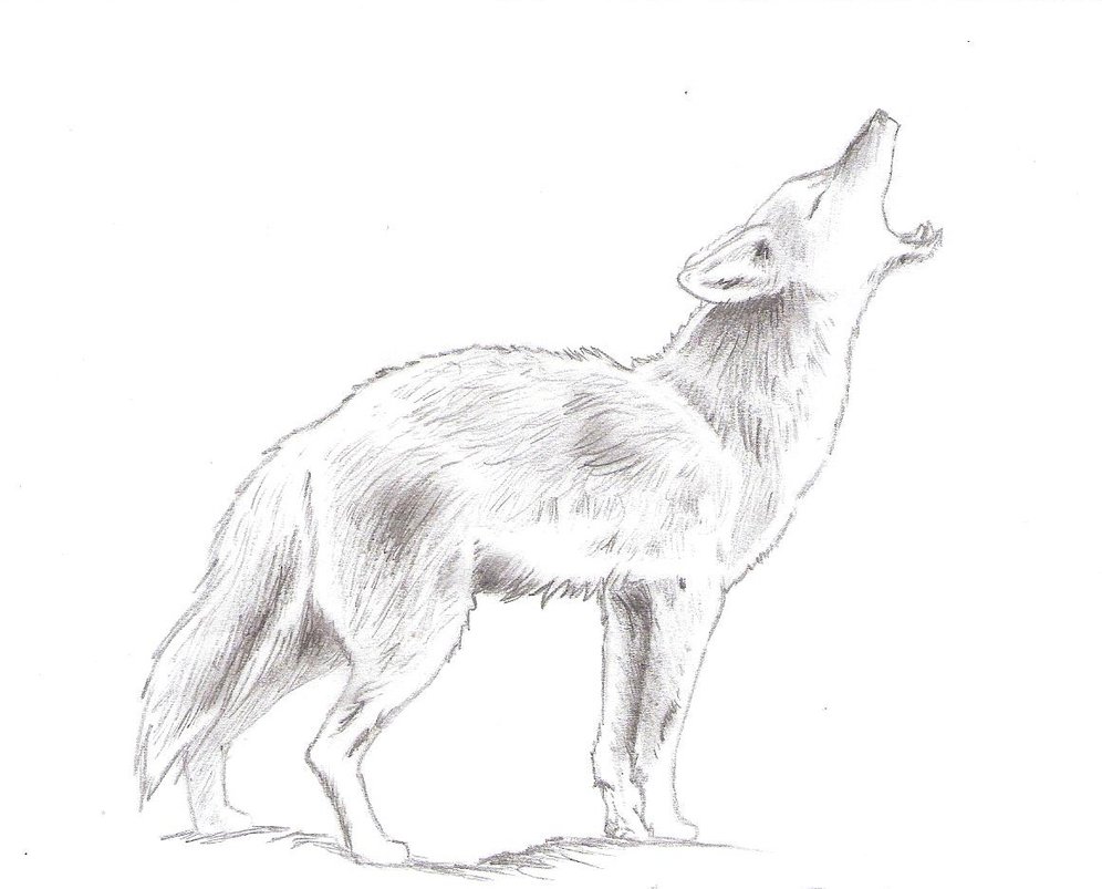 996x803 Animal Drawings