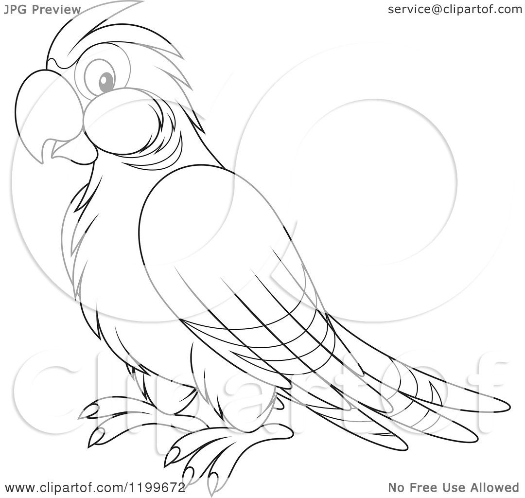 1080x1024 Cartoon Of A Black And White Cute Parrot