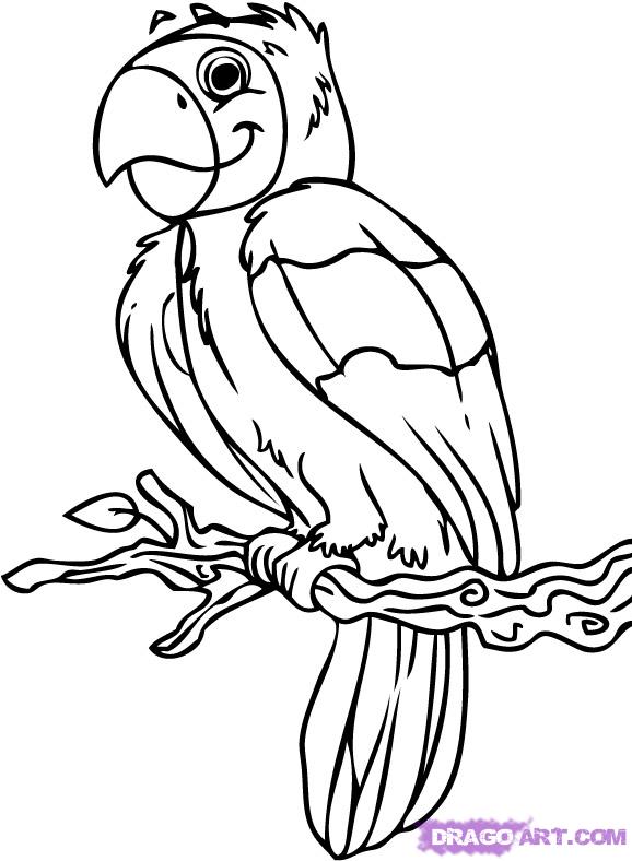 578x788 Cute Parrot Drawing Clipart Panda