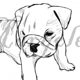 320x320 Tag For Drawings Of Cute Puppies Adorable Papillon Puppy Hand