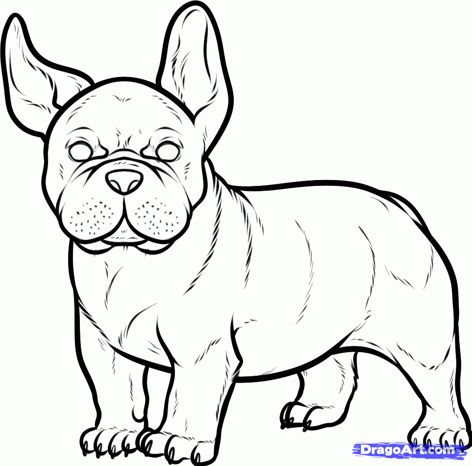 963x950 How To Draw A French Bulldog, French Bulldog, Step By Step, Pets