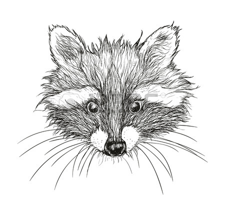 Cute Raccoon Drawing at GetDrawings | Free download