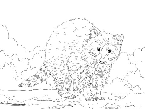 480x360 Cute Raccoon Coloring Page Free Printable Coloring Pages