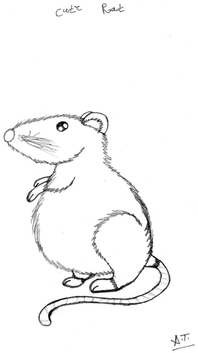 671x1192 Cute Rat By Amandart1