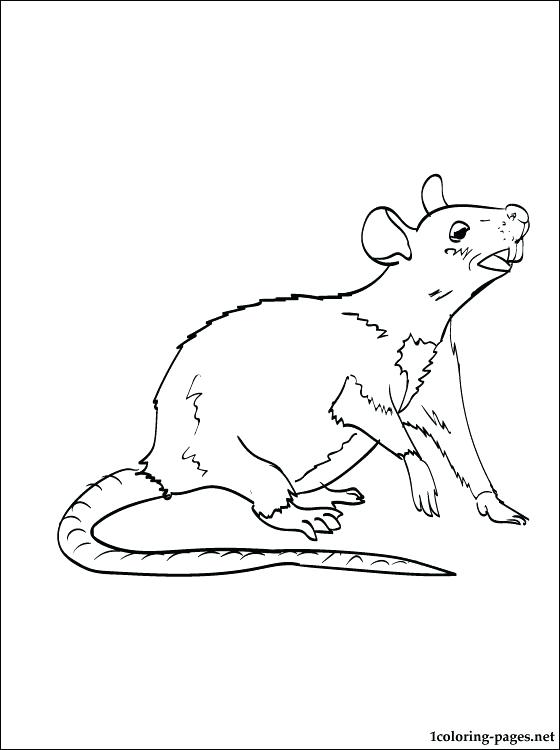 Cute Rat Drawing at GetDrawings | Free download