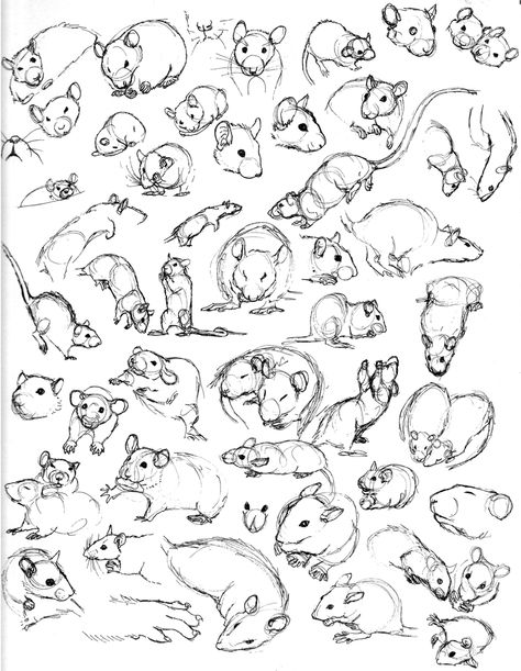 474x611 Rat Practice 10 By Never On @ Draw