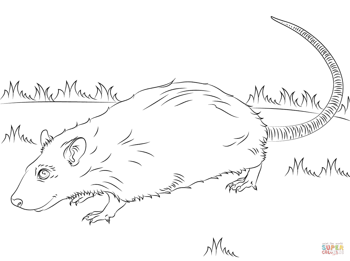 1228x916 Rats Coloring Pages Free Coloring Pages