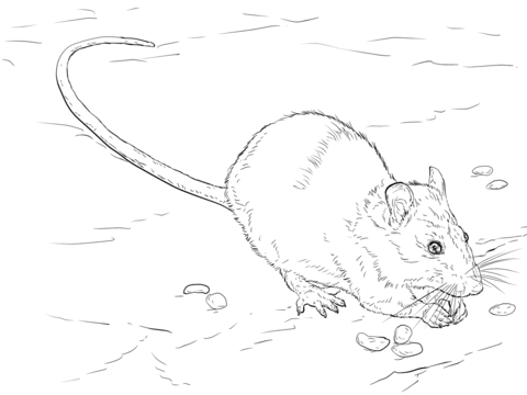 480x360 Brown Rat Coloring Page Free Printable Coloring Pages