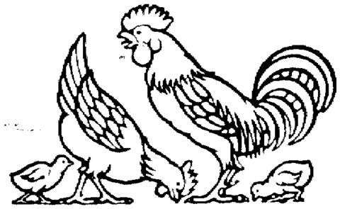 480x295 Mother Hen, Rooster And Cute Chicks Coloring Page Free Printable