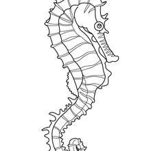 220x220 Seahorse Coloring Pages, Drawing For Kids, Videos For Kids