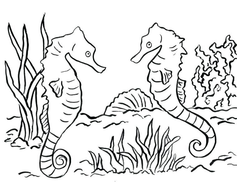 760x586 Seahorse Coloring Page Bell Cute Pages Murs