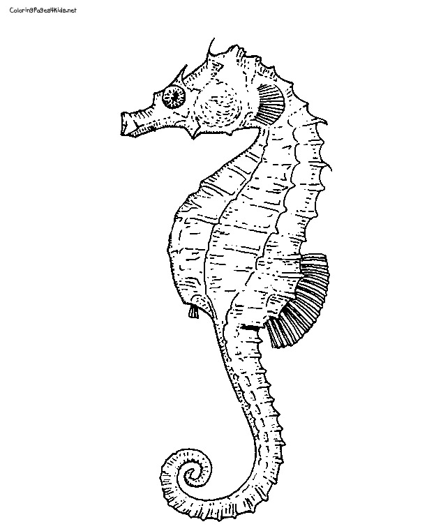 Cute Seahorse Drawing at GetDrawings | Free download