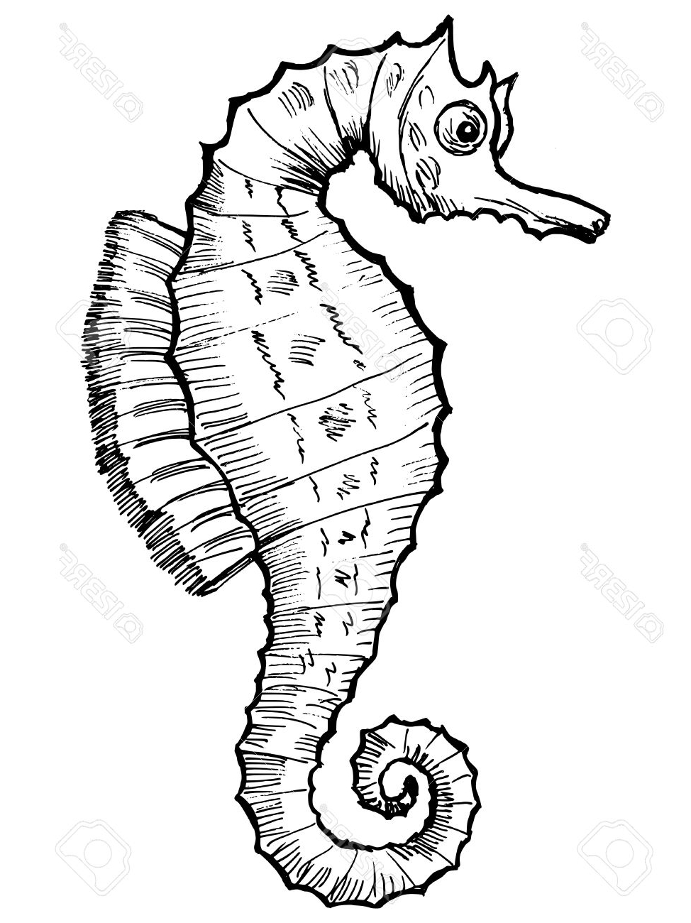 974x1300 Cute Seahorse Cartoon Stock Photo