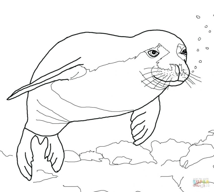 863x773 Monk Seal Cute Coloring Pages Free Printable Presidential Navy
