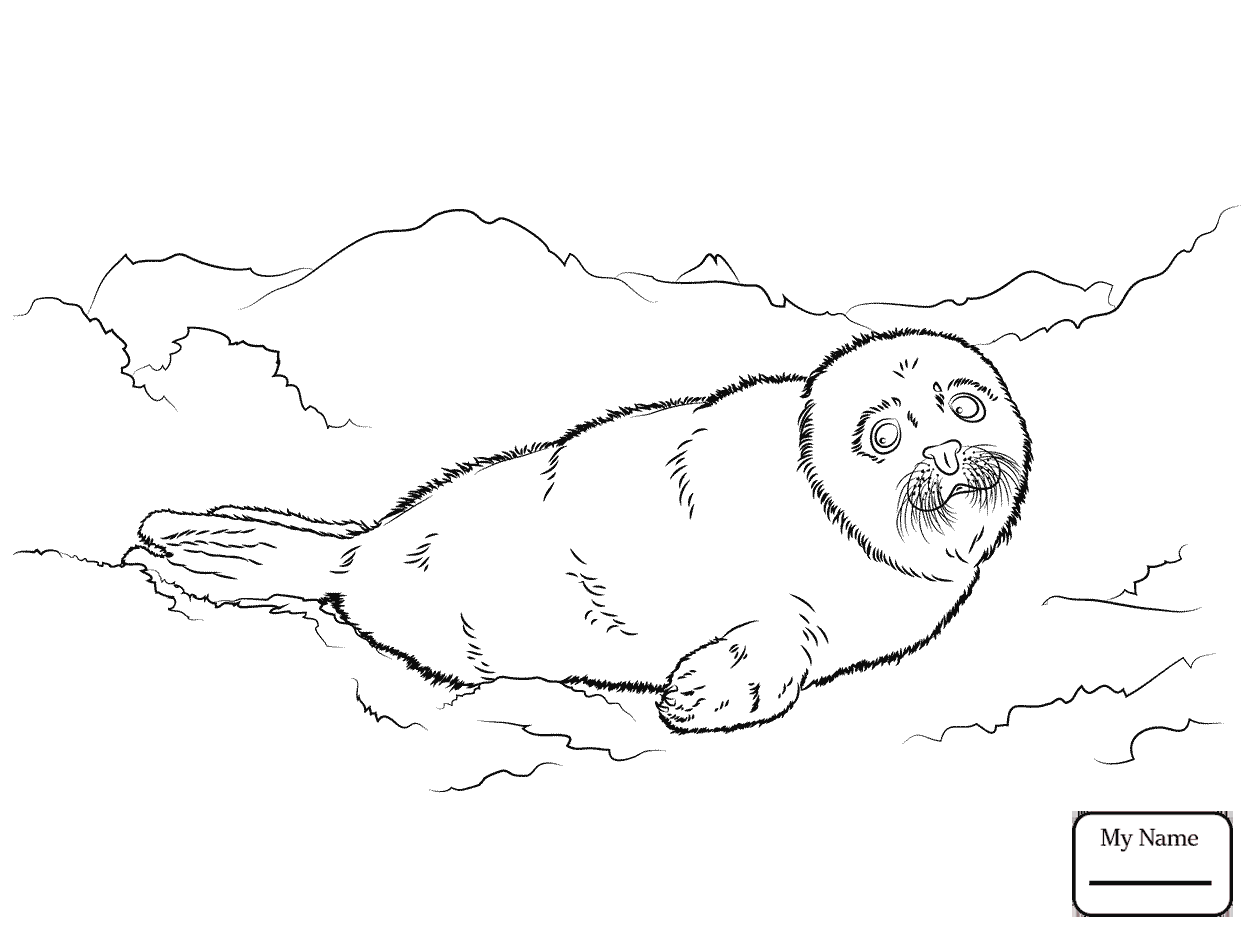 1253x934 Coloring Pages Seals Cute Harp Seal Baby Mammals