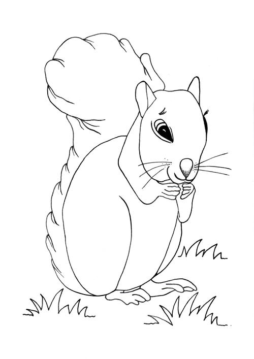 500x707 Cute Squirrel Coloring Page