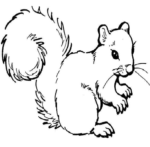 600x587 Cute Squirrel Coloring Pages