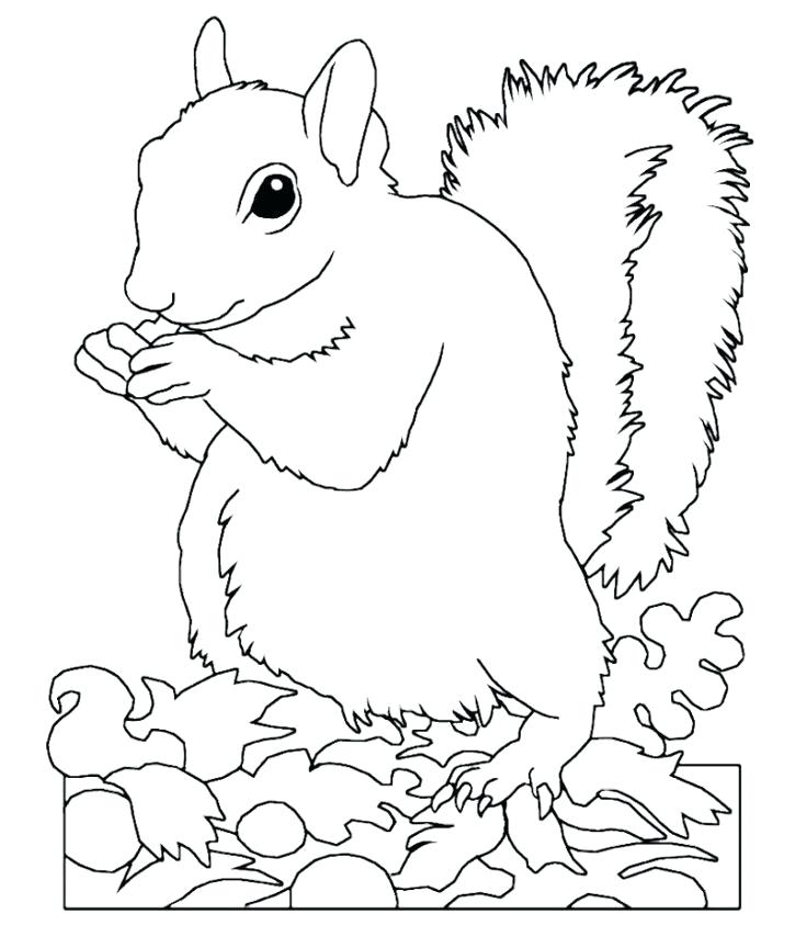 736x864 Coloring Page Of A Squirrel Cute Squirrel Coloring Pages Coloring