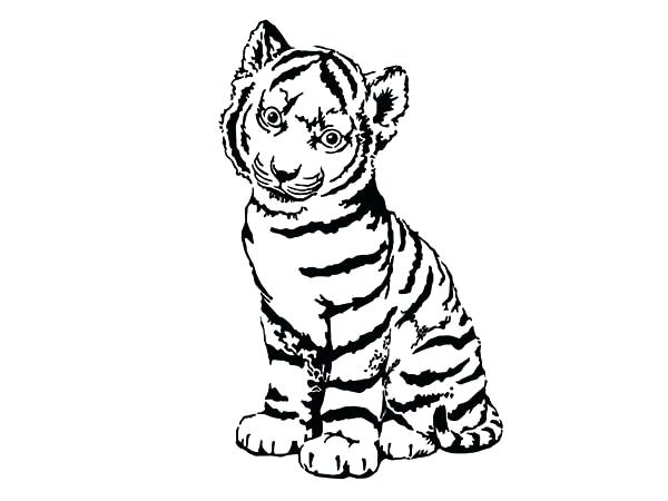600x450 Tiger Coloring Pages A Cute Tiger Cub In Front Of Camera Coloring