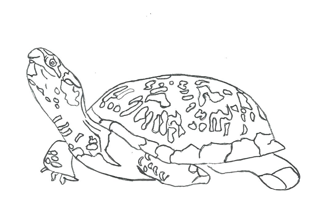 1024x687 Sea Turtle Coloring Page Turtle Coloring Pages To Print Baby Sea