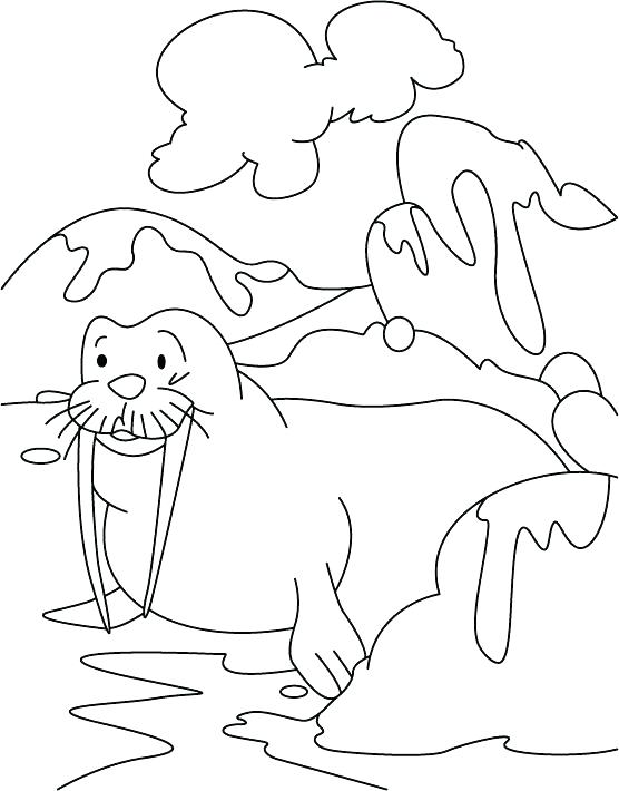 556x710 Sea Horse Coloring Pages Draw Sea Horse Coloring Pages Baby