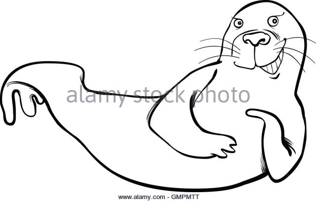 640x410 Walrus Cartoon Black And White Stock Photos Amp Images