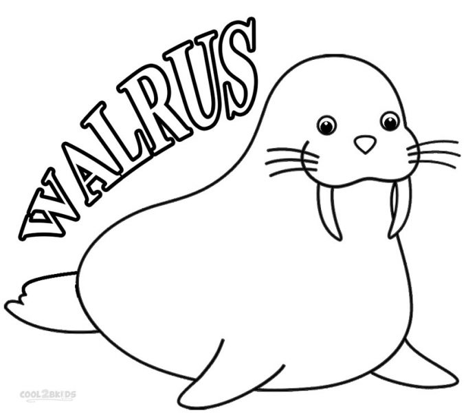 678x600 Walrus Pictures To Print Collection Of Solutions Walrus Coloring