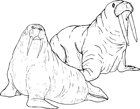 545x423 How To Draw Walrus Cute Easy Pictures To Draw. How To Draw