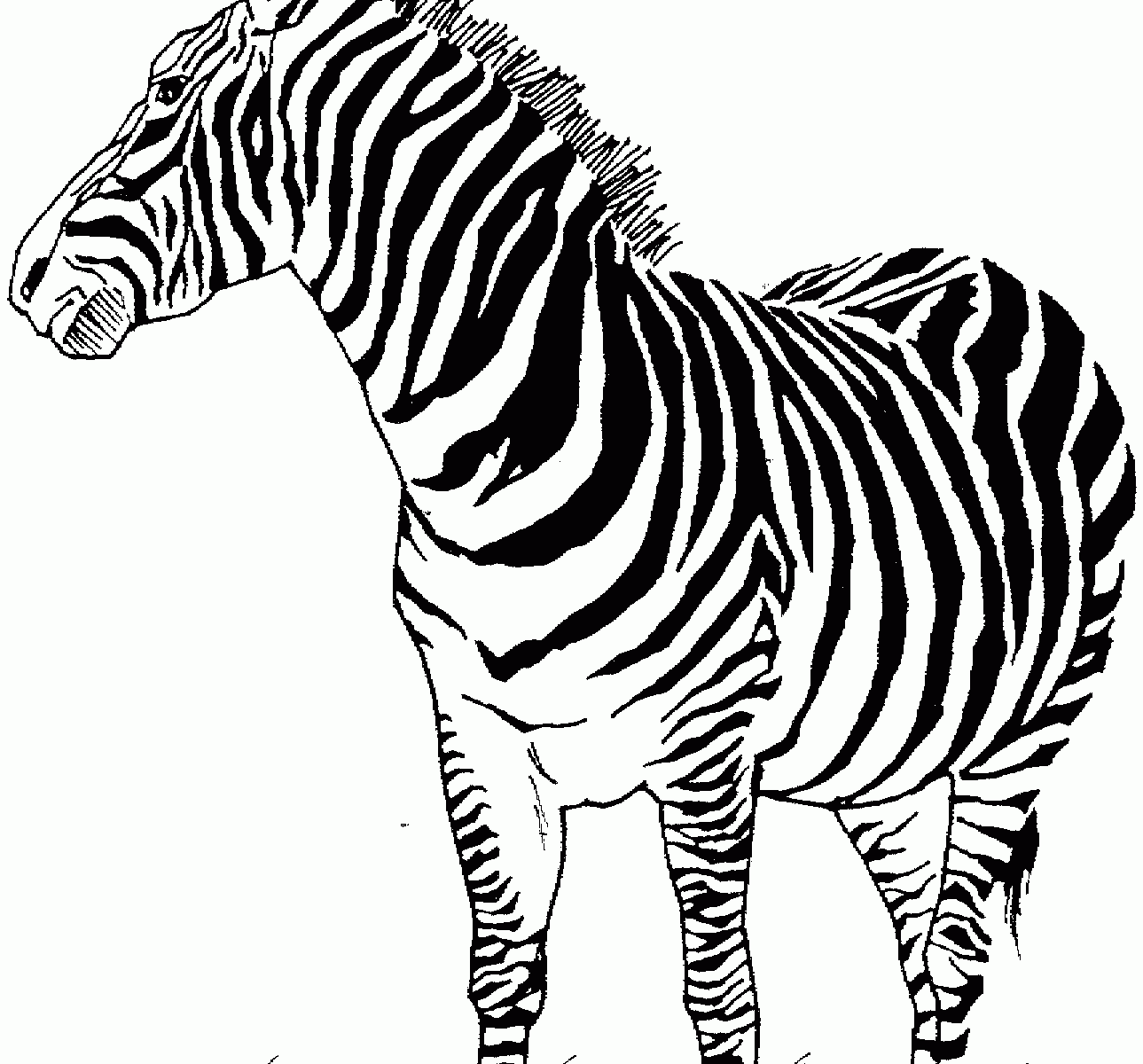 1289x1200 Coloring Pages For Adults Zebra Sheets New On Download And Print