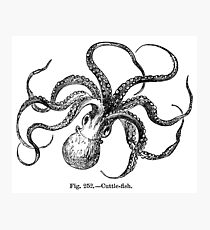 210x230 Cuttlefish Drawing Photographic Prints Redbubble
