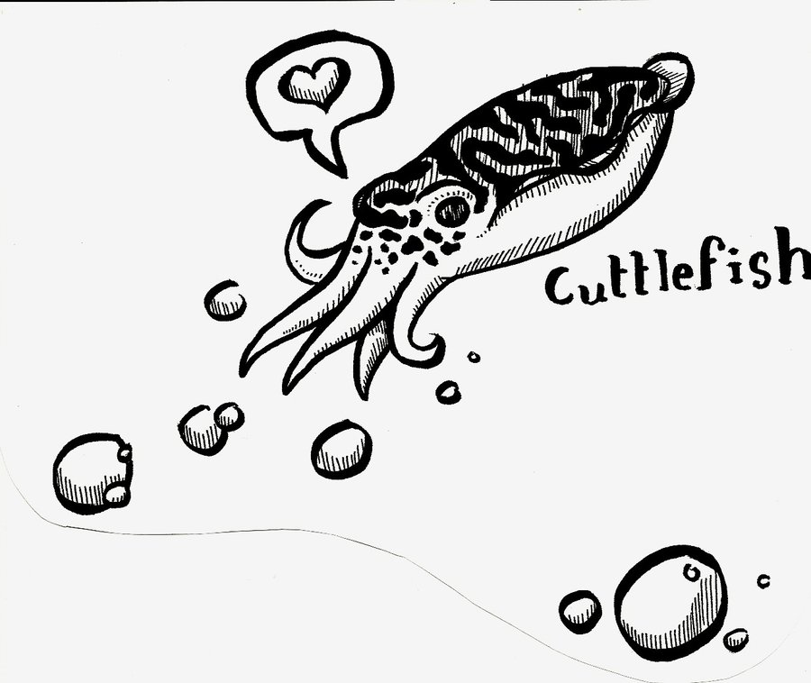 900x758 Cuttlefish By Hrathheilong