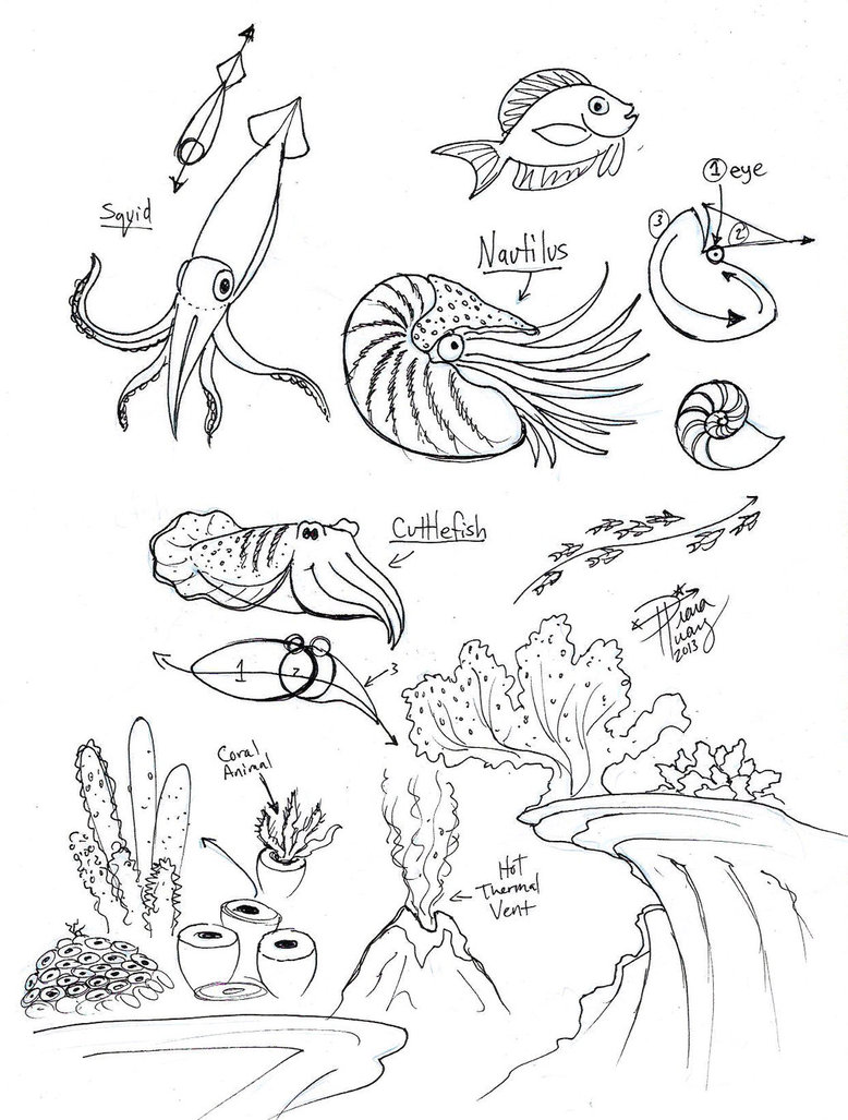 778x1027 Draw Squid Nautilus Cuttlefish By Diana Huang