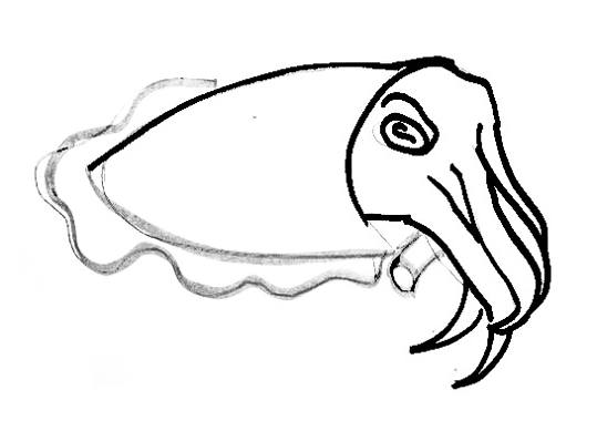 539x380 How To Draw A Cuttlefish