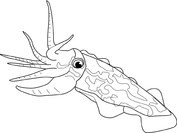 720x540 Cuttle Fish Coloring Page