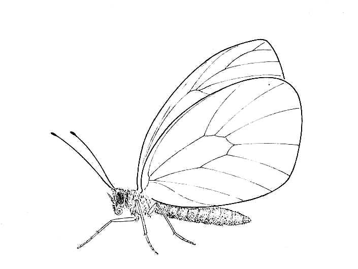705x530 Biological Drawings. Insects. Butterfly Adult 2. Biology Teaching
