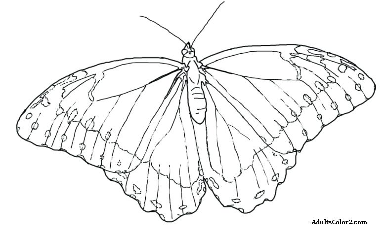 781x481 Butterfly Coloring Page Drawing Of A Blue Butterfly Butterfly Life