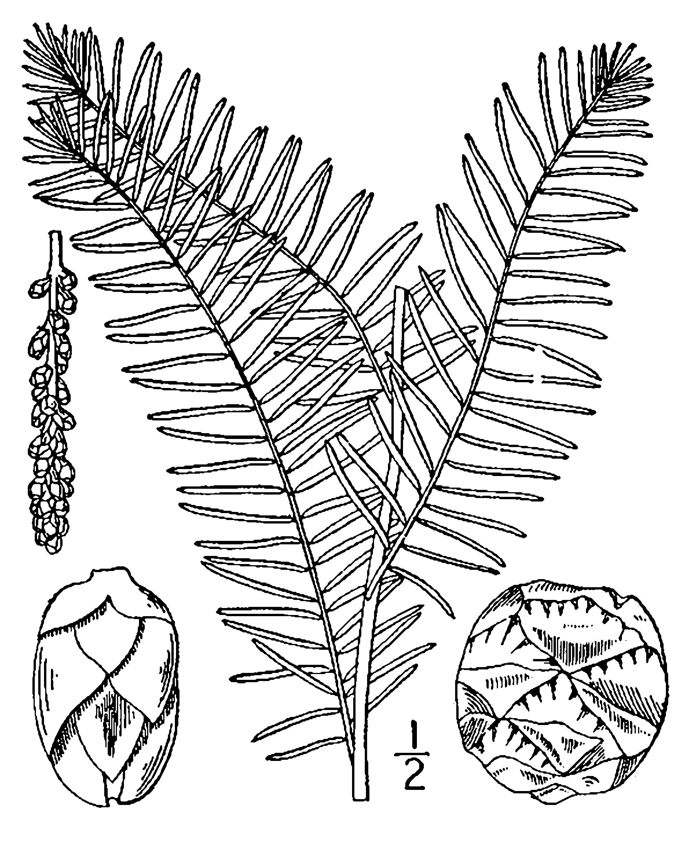 2404x2908 Filetaxodium Distichum Drawing.png