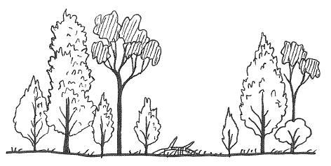472x238 How To Draw A Forest (Part 1) Or Seeing The Wood For The Trees