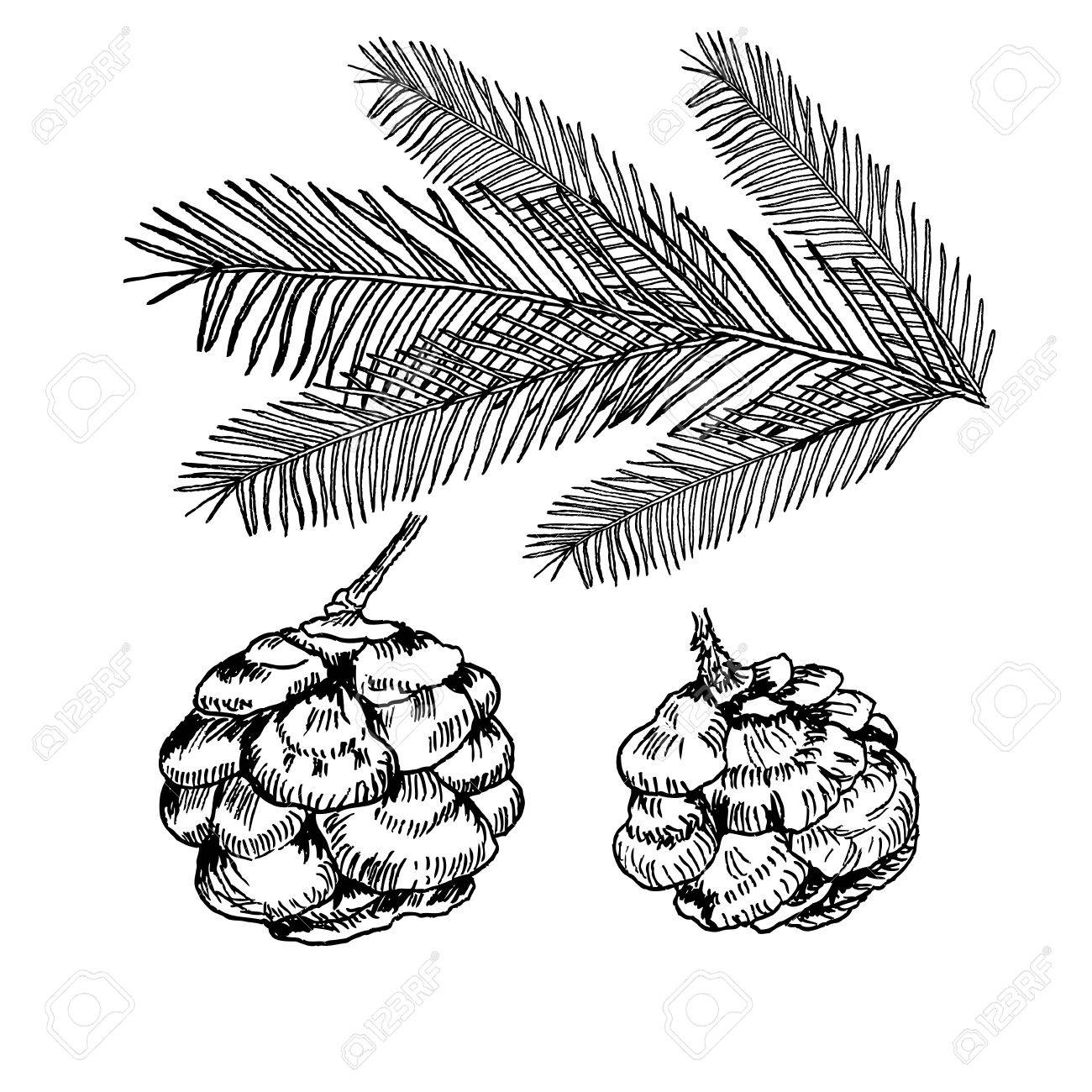 1300x1300 Vector Conifers Illustration On White Background. Evergreen Plant