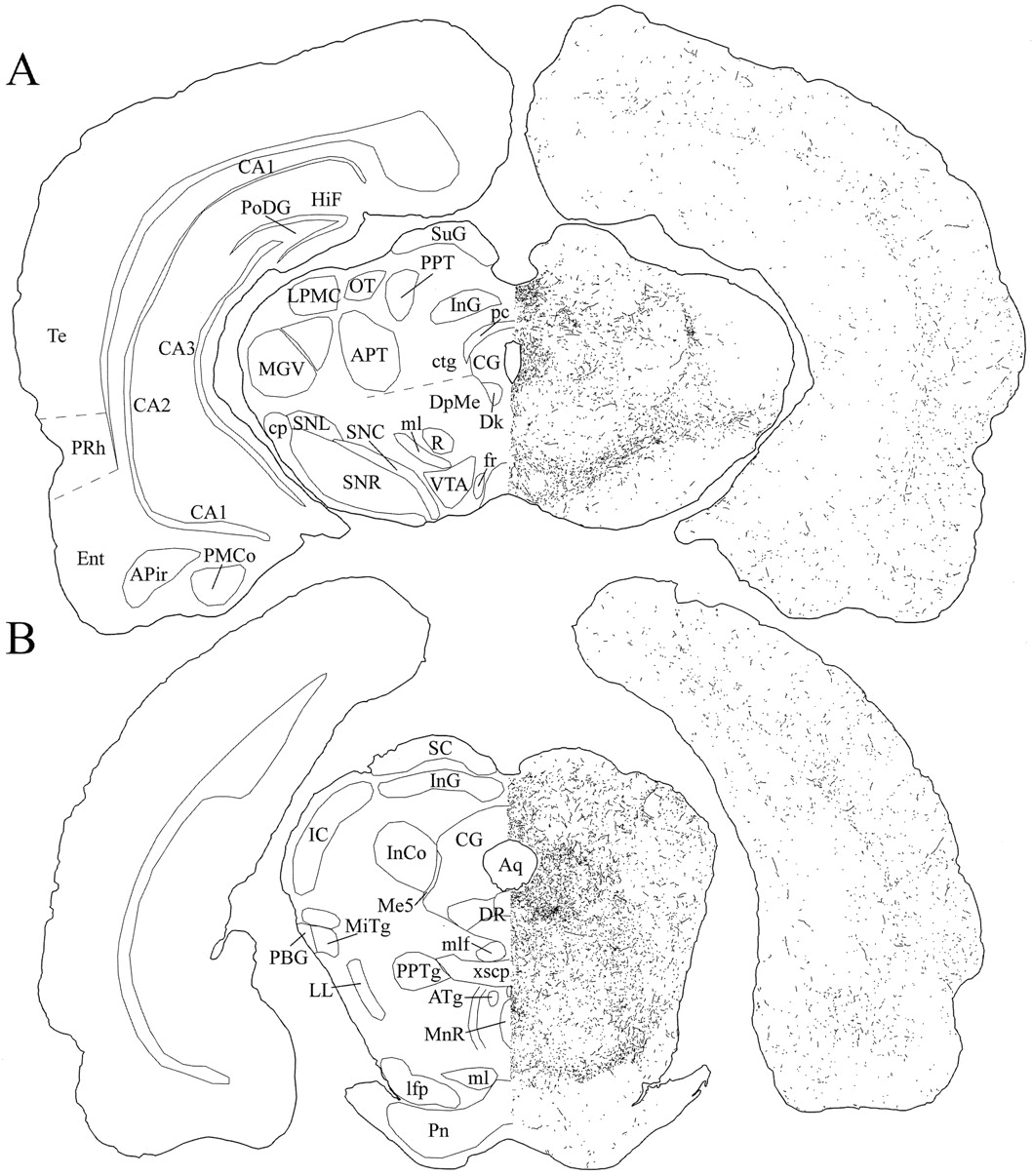 1058x1206 Neurons Containing Hypocretin (Orexin) Project To Multiple