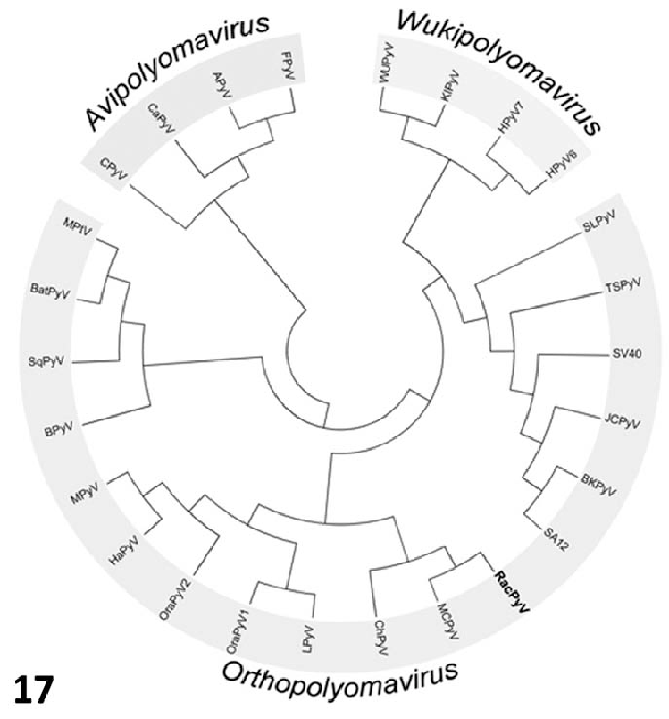 749x804 Olfactory Tumor Raccoon, Case No. 3. Variable Pleomorphic