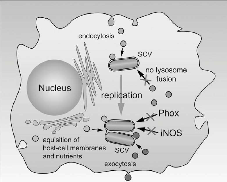 781x625 Spi2 Function Is Important For Intracellular Survival Of S .