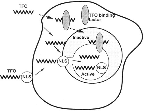 494x385 Scheme Of Hypothetical Tfo Delivery Pathways Within Cells. Tfo