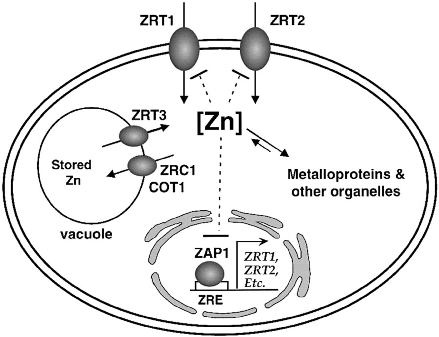 1800x1382 Zinc Transporters That Regulate Vacuolar Zinc Storage