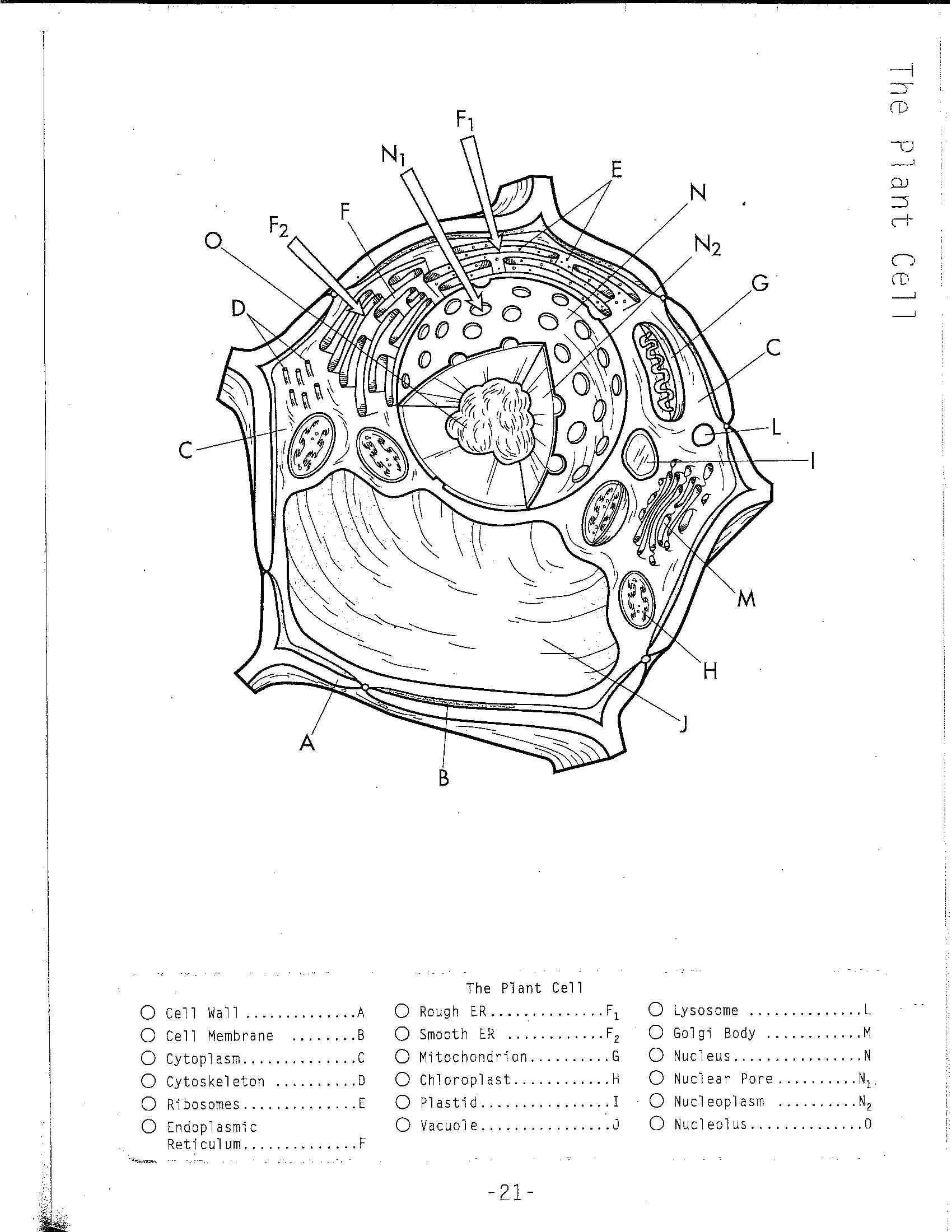 1700x2200 Diagram Blank Prokaryotic Cell Diagram