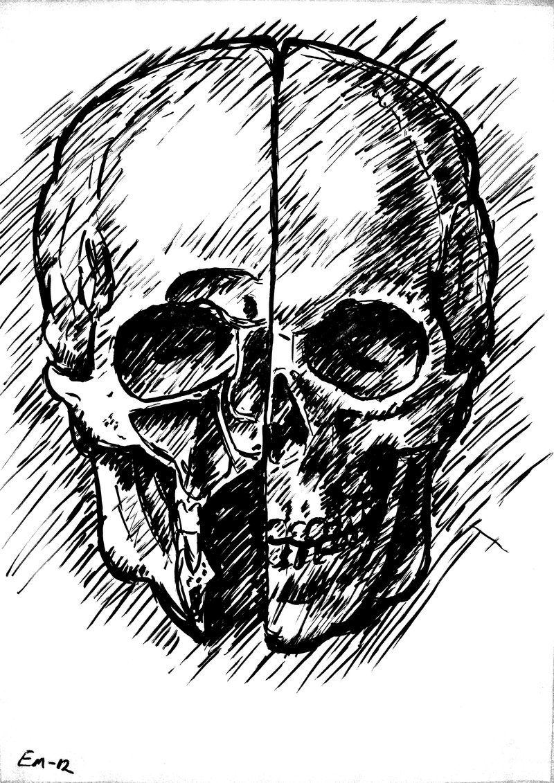 800x1131 Copy Of Skull By Leonardo Da Vinci (2012) By Erikmo