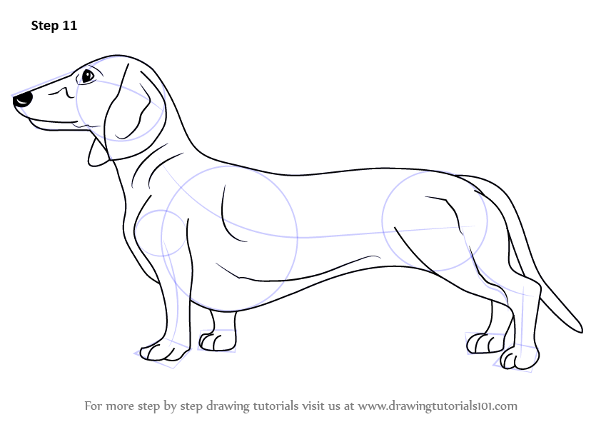 842x598 Learn How To Draw A Dachshund (Farm Animals) Step By Step
