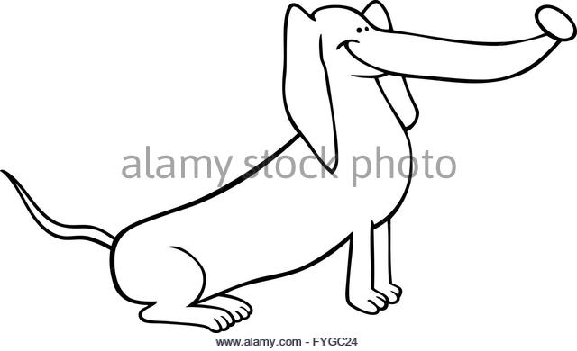 640x390 Dachshund Dog Puppy Black And White Stock Photos Amp Images